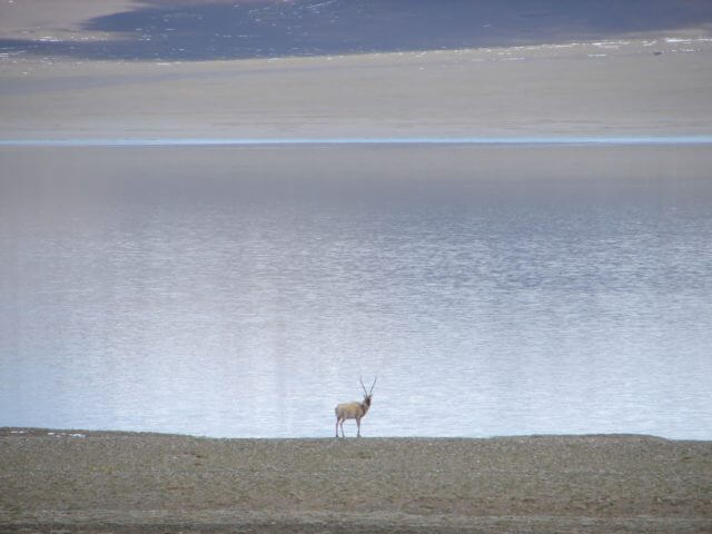 A lone chiru stands on the shore of a lake, looking back toward the camera.