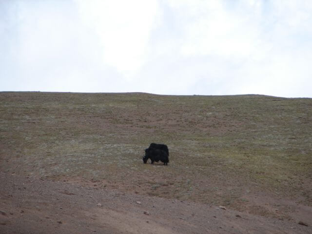 A large empty plain with two animals, both are domestic Yaks