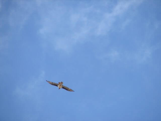 A bird is flying in a clear blue sky.