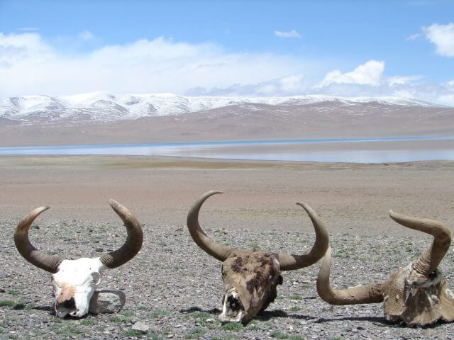 Three wild yak skulls sit on the ground. In the distance is a mountain range.