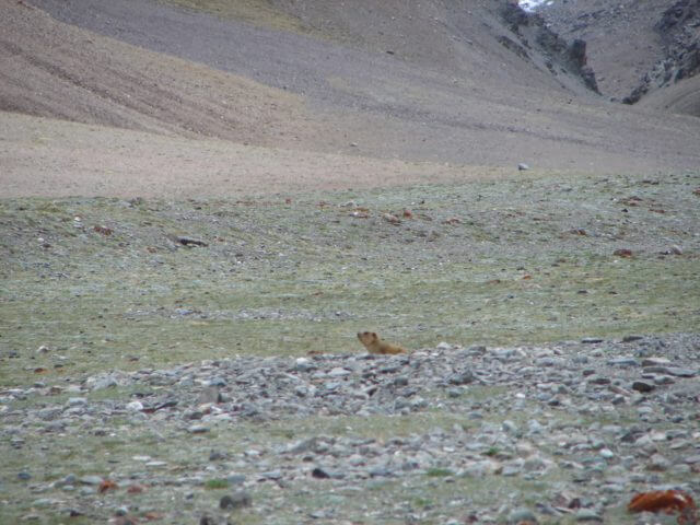 A marmot lifts its head, sitting at the base of a steep slope.