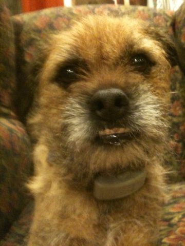 A border terrier looks directly at the camera, drooling a little bit.