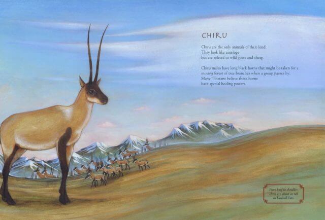 Chiru of High Tibet picture book page