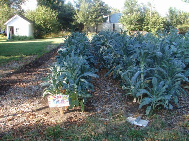 A picture of an unfenced plot of growing plants. 