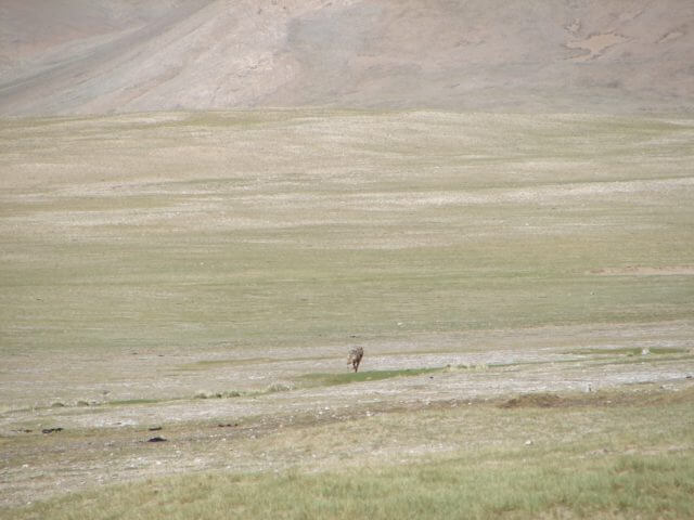 A wolf on the plains