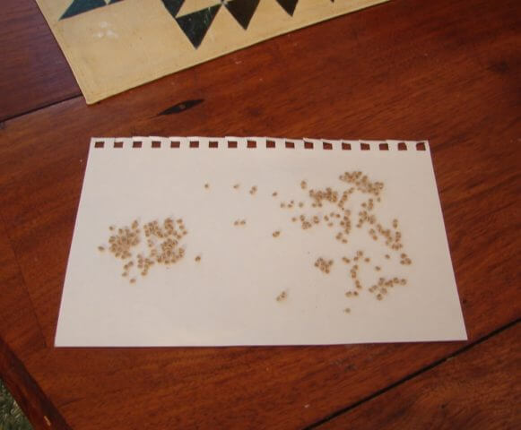 Tomato seeds on a piece of paper.