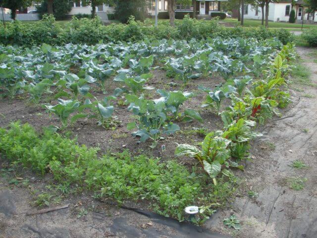 Portion of St. Cloud State Community Garden.