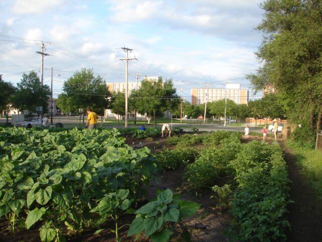 Portion of St. Cloud State Community Garden.