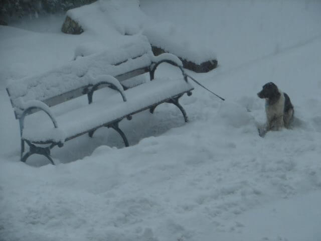 Snow-covered bench with a dog nearby.