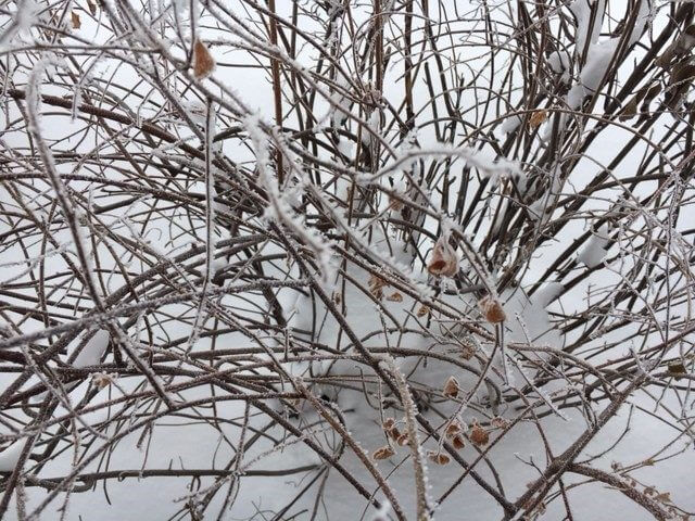 rime frost on a bush