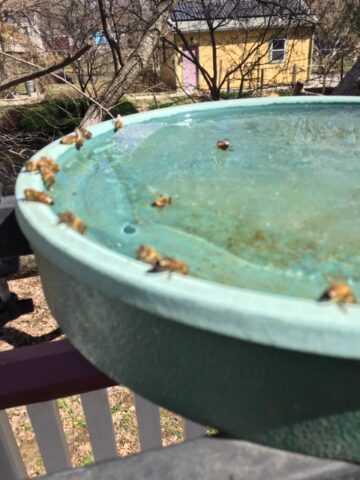 bowl of water with several bees sipping the water from the edge of the bowl