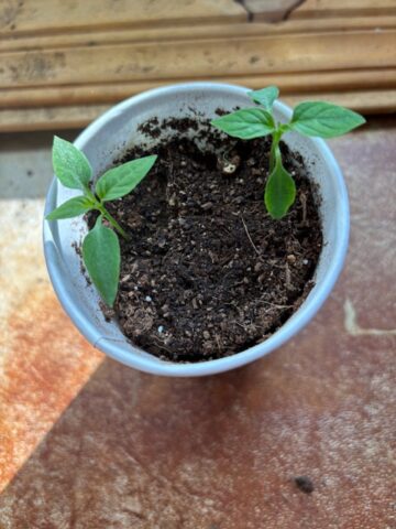 two seedlings in a pot