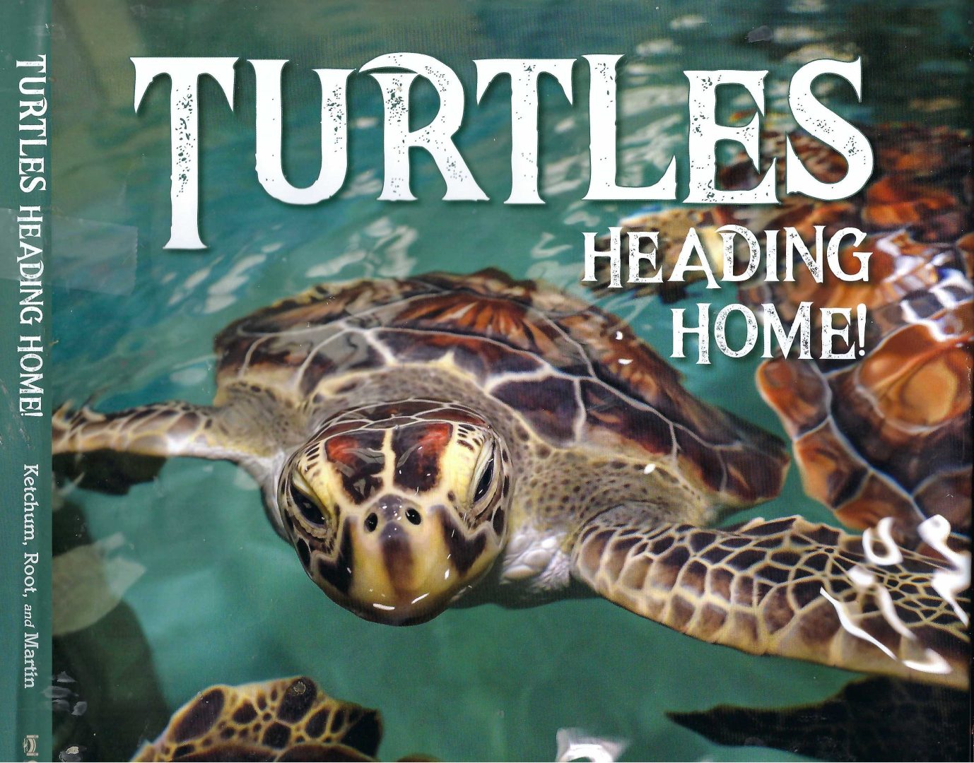 Sea turtle swimming