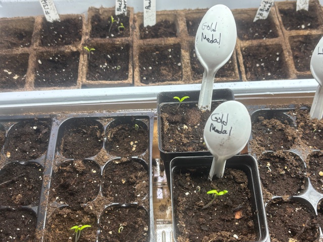 seeds sprouting